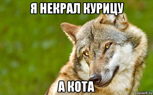 я некрал курицу а кота, Мем   Volf