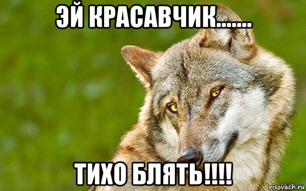 эй красавчик....... тихо блять!!!!, Мем   Volf