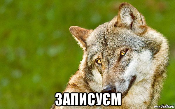  записуєм, Мем   Volf