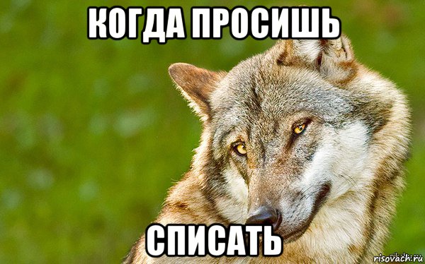 когда просишь списать, Мем   Volf