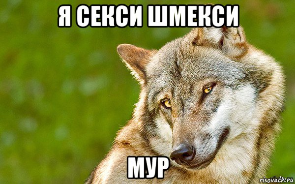 я секси шмекси мур, Мем   Volf