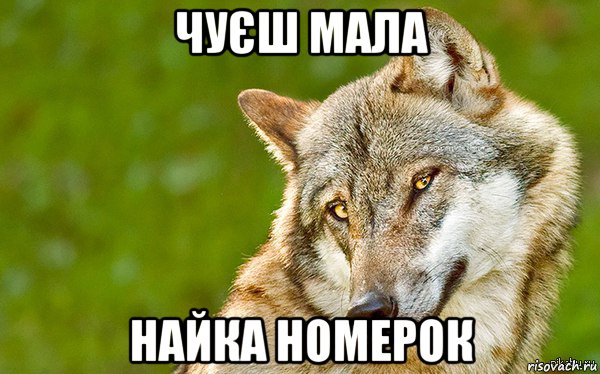 чуєш мала найка номерок, Мем   Volf