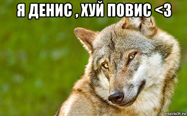 я денис , хуй повис <3 , Мем   Volf