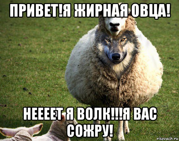 привет!я жирная овца! неееет я волк!!!я вас сожру!, Мем Злая Овца