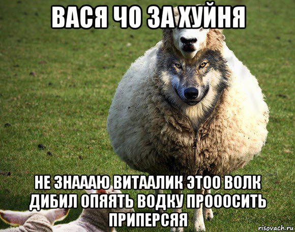 вася чо за хуйня не знаааю витаалик этоо волк дибил опяять водку прооосить приперсяя, Мем Злая Овца