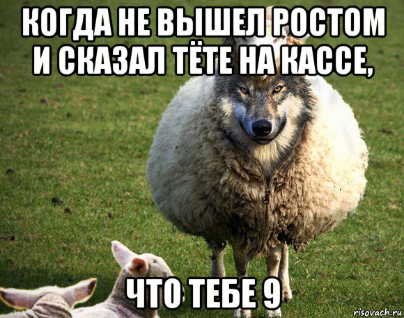 когда не вышел ростом и сказал тёте на кассе, что тебе 9, Мем Злая Овца