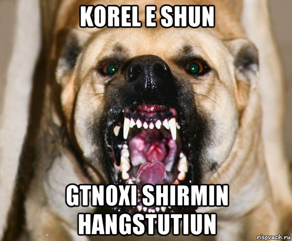 korel e shun gtnoxi shirmin hangstutiun, Мем бешеная собака