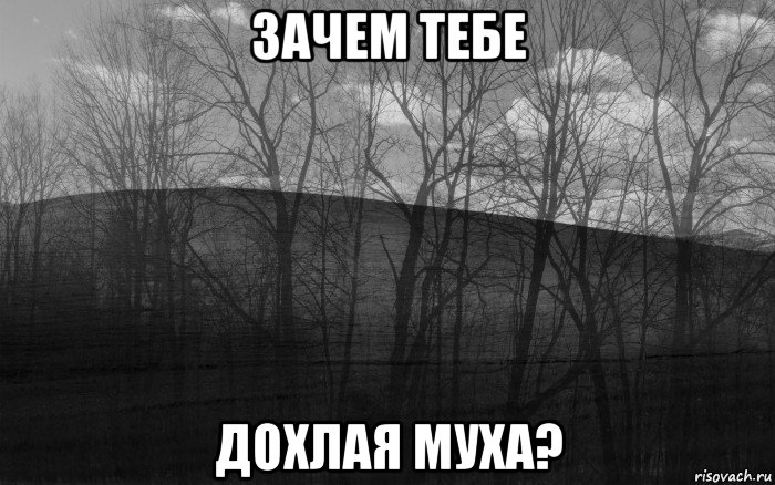 зачем тебе дохлая муха?