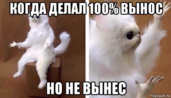 когда делал 100% вынос но не вынес, Мем Чучело кота