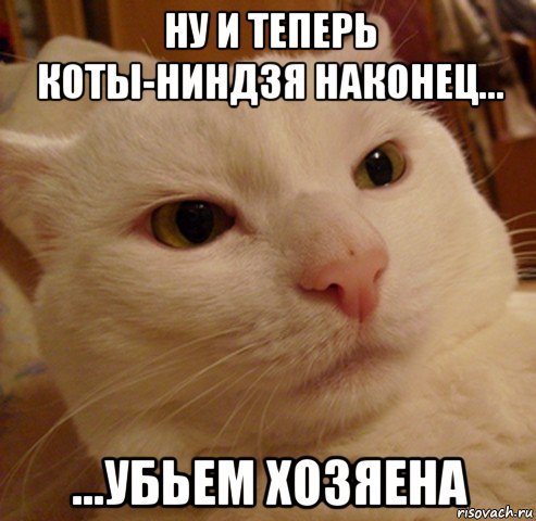 ну и теперь коты-ниндзя наконец... ...убьем хозяена, Мем Дерзкий котэ