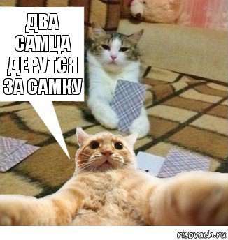 два самца дерутся за самку