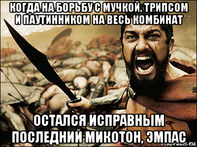 когда на борьбу с мучкой, трипсом и паутинником на весь комбинат остался исправным последний микотон, эмпас, Мем Это Спарта