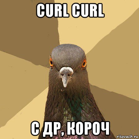 curl curl с др, короч, Мем голубь