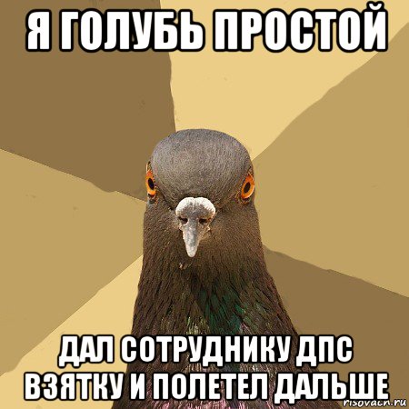 я голубь простой дал сотруднику дпс взятку и полетел дальше, Мем голубь