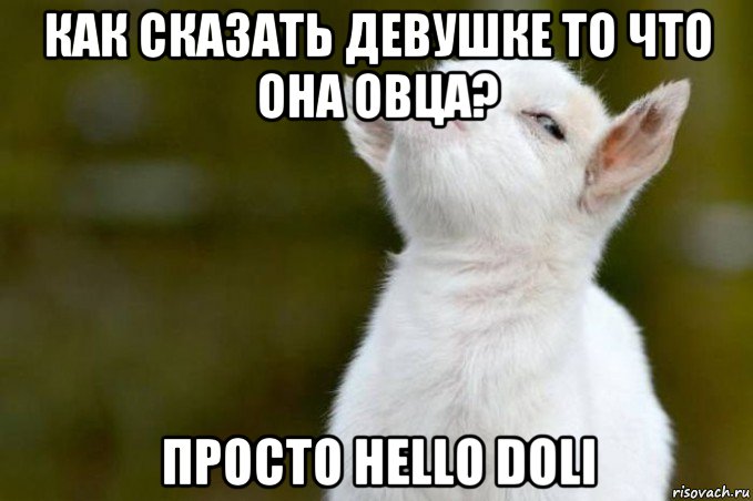 как сказать девушке то что она овца? просто hello doli, Мем  Гордый козленок