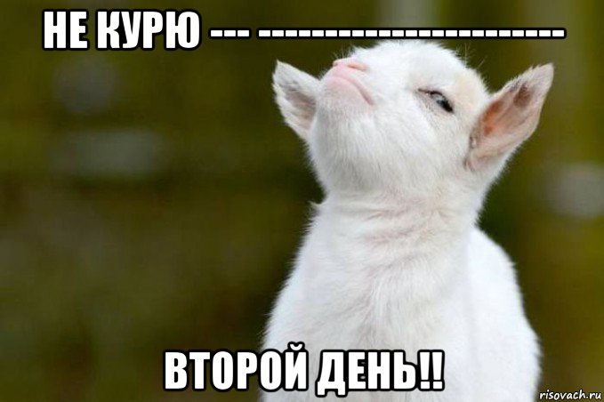 не курю --- ----------------------- второй день!!, Мем  Гордый козленок