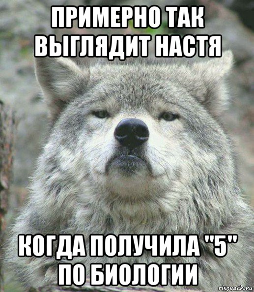 примерно так выглядит настя когда получила "5" по биологии, Мем    Гордый волк