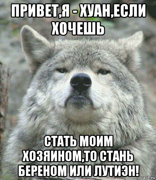 привет,я - хуан,если хочешь стать моим хозяином,то стань береном или лутиэн!, Мем    Гордый волк