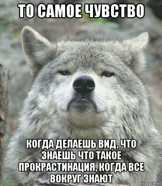 то самое чувство когда делаешь вид, что знаешь что такое прокрастинация, когда все вокруг знают, Мем    Гордый волк