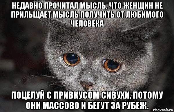 недавно прочитал мысль, что женщин не прильщает мысль получить от любимого человека поцелуй с привкусом сивухи, потому они массово и бегут за рубеж., Мем  Грустный кот