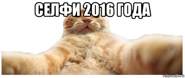 селфи 2016 года , Мем   Кэтсвилл