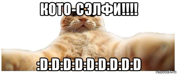 кото-сэлфи!!!! :d:d:d:d:d:d:d:d:d, Мем   Кэтсвилл