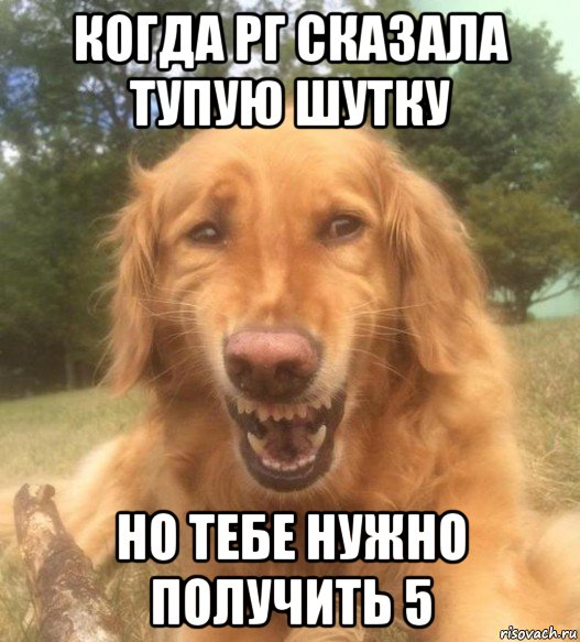 когда рг сказала тупую шутку но тебе нужно получить 5, Мем   Когда увидел что соседского кота отнесли в чебуречную