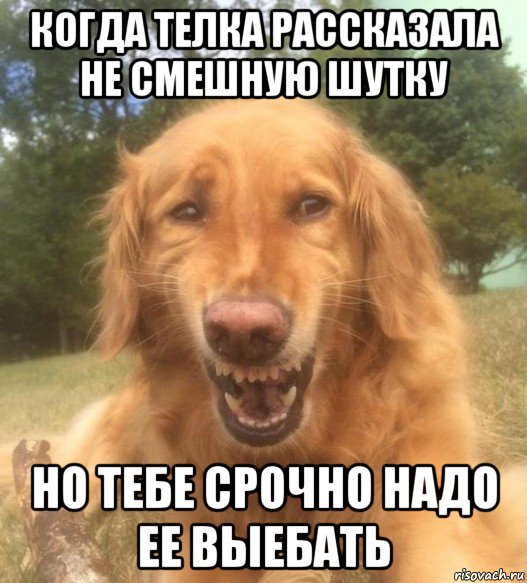 когда телка рассказала не смешную шутку но тебе срочно надо ее выебать, Мем   Когда увидел что соседского кота отнесли в чебуречную