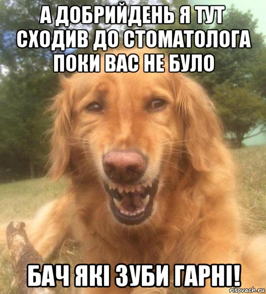 а добрийдень я тут сходив до стоматолога поки вас не було бач які зуби гарні!, Мем   Когда увидел что соседского кота отнесли в чебуречную