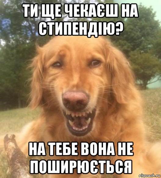 ти ще чекаєш на стипендію? на тебе вона не поширюється, Мем   Когда увидел что соседского кота отнесли в чебуречную