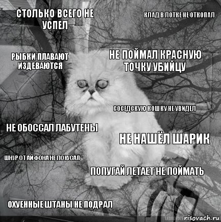 столько всего не успел не нашёл шарик не поймал красную точку убийцу охуенные штаны не подрал не обоссал лабутены клад в лотке не откопал попугай летает не поймать рыбки плавают издеваются шнур от айфона не покусал соседскую кошку не увидел, Комикс  кот безысходность