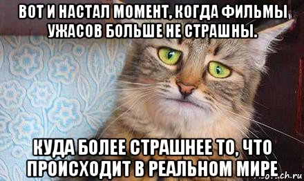 вот и настал момент, когда фильмы ужасов больше не страшны. куда более страшнее то, что происходит в реальном мире, Мем  кот печаль