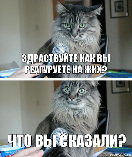 здраствуйте как вы реагуруете на жкх? что вы сказали?, Комикс  кот с микрофоном