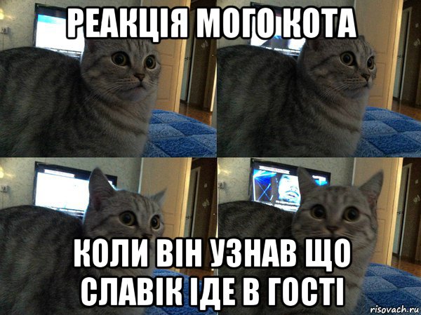 реакція мого кота коли він узнав що славік іде в гості, Мем  Кот в шоке