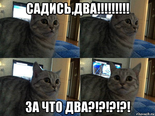 садись,два!!!!!!!!! за что два?!?!?!?!, Мем  Кот в шоке