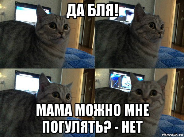 да бля! мама можно мне погулять? - нет, Мем  Кот в шоке