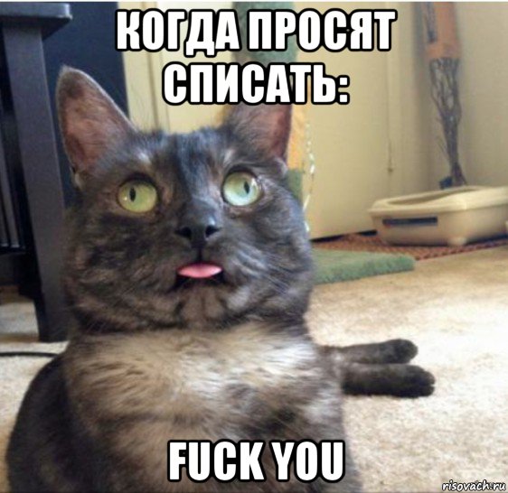 когда просят списать: fuck you, Мем   Кот завис