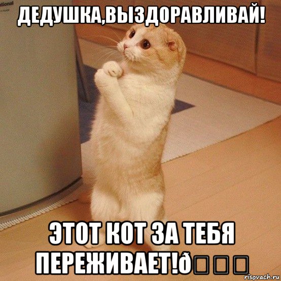 Мем  котэ молится