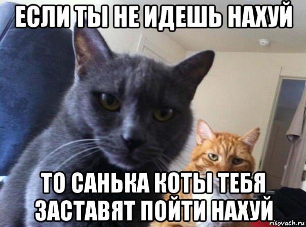 если ты не идешь нахуй то санька коты тебя заставят пойти нахуй, Мем  Два котэ