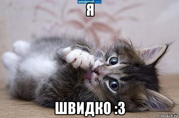 я швидко :3, Мем  котенок