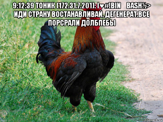 9:12:39 тоник (172.31.7.201): i♥#!bin☯bash½> иди страну востанавливай, дегенерат.все порсрали долбпебы , Мем петух