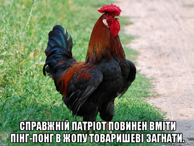  справжній патріот повинен вміти пінг-понг в жопу товаришеві загнати.