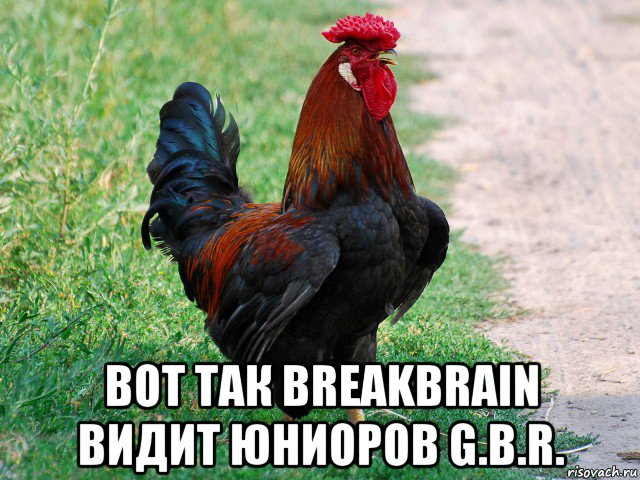  вот так breakbrain видит юниоров g.b.r., Мем петух