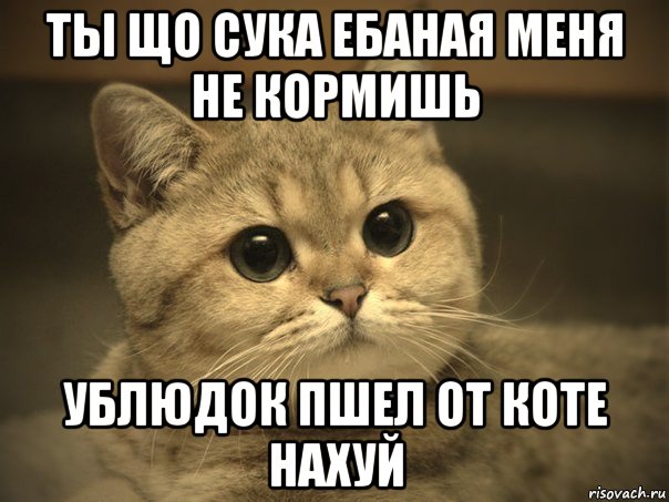 ты що сука ебаная меня не кормишь ублюдок пшел от коте нахуй