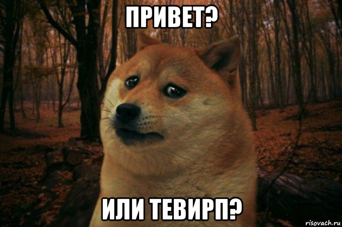 привет? или тевирп?, Мем SAD DOGE