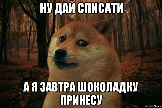 ну дай списати а я завтра шоколадку принесу, Мем SAD DOGE