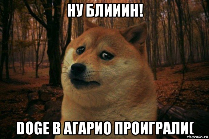 ну блииин! doge в агарио проиграли(, Мем SAD DOGE