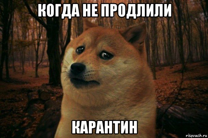 когда не продлили карантин, Мем SAD DOGE