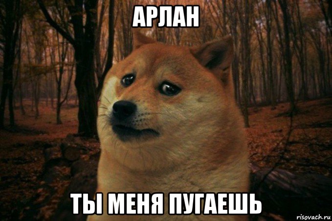 арлан ты меня пугаешь, Мем SAD DOGE