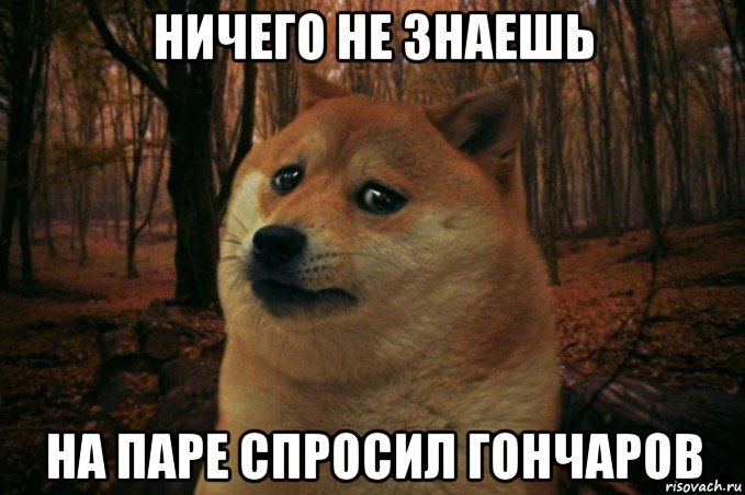 ничего не знаешь на паре спросил гончаров, Мем SAD DOGE